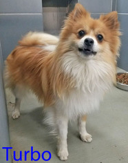 Pomeranian Dogs for adoption in Griffin, GA, USA