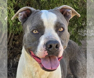 American Staffordshire Terrier Dogs for adoption in Albuquerque, NM, USA