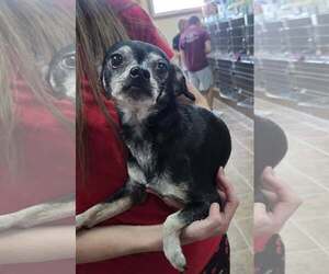 Chihuahua Dogs for adoption in Martinsburg, WV, USA