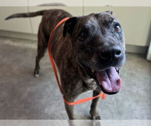 American Pit Bull Terrier Dogs for adoption in Tavares, FL, USA