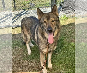 German Shepherd Dog-Unknown Mix Dogs for adoption in Millersville, MD, USA