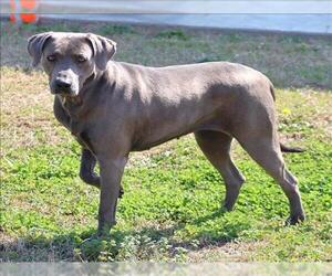 Weimaraner Dogs for adoption in Grovetown, GA, USA