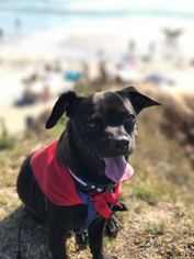 Medium Photo #1 Chug Puppy For Sale in San Diego, CA, USA