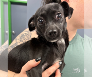 Chihuahua-Unknown Mix Dogs for adoption in Washington, DC, USA