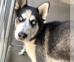 Siberian Husky Dogs for adoption in San Bernardino, CA, USA