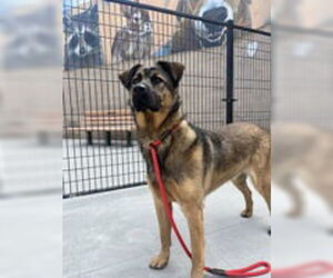 German Shepherd Dog Dogs for adoption in Salinas, CA, USA