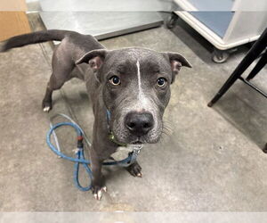 American Pit Bull Terrier-Unknown Mix Dogs for adoption in Tavares, FL, USA