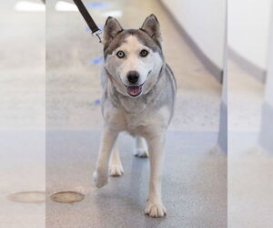 Siberian Husky Dogs for adoption in Waterford, VA, USA