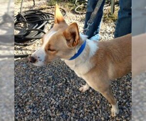 Red Heeler-Unknown Mix Dogs for adoption in Millville, UT, USA