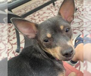 Miniature Pinscher Dogs for adoption in Pleasant Hill, CA, USA