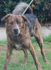 Affenpinscher Dogs for adoption in Columbus, GA, USA