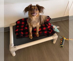 Spaniel-Unknown Mix Dogs for adoption in oakland, FL, USA