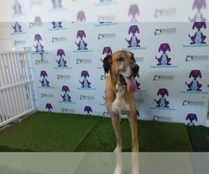 Great Dane Dogs for adoption in Orlando, FL, USA