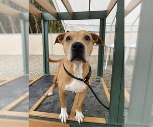 American Pit Bull Terrier-Unknown Mix Dogs for adoption in Palmetto, FL, USA
