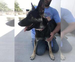 German Shepherd Dog-Unknown Mix Dogs for adoption in Fresno, CA, USA