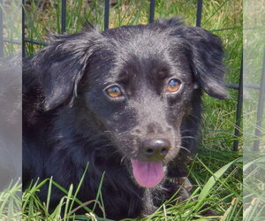 Cocker Spaniel-Papillon Mix Dogs for adoption in Huntley, IL, USA