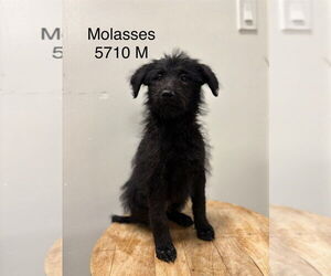 Poodle (Standard) Dogs for adoption in Studio City, CA, USA