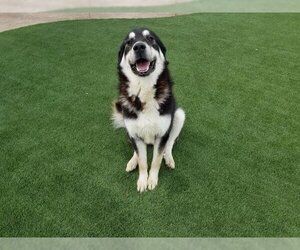 Bernese Mountain Dog-Unknown Mix Dogs for adoption in Corona, CA, USA