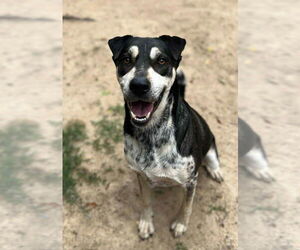 Mutt Dogs for adoption in Orangeburg, SC, USA