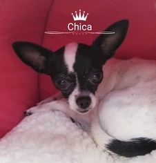 Medium Photo #1 Chihuahua Puppy For Sale in Colton, CA, USA