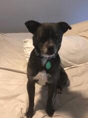 Schipperke Dogs for adoption in Menifee, CA, USA