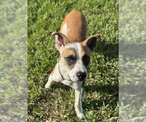 Pointer-Unknown Mix Dogs for adoption in Fort Lauderdale, FL, USA
