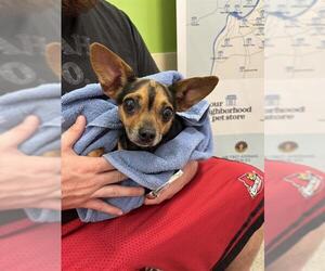 Chihuahua Dogs for adoption in Louisville, KY, USA