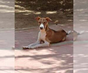 Saluki Dogs for adoption in Cherry Hill, NJ, USA