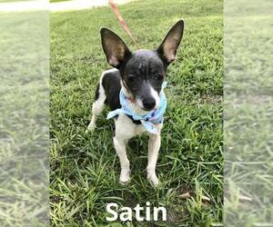Rat Terrier Dogs for adoption in Texarkana, TX, USA
