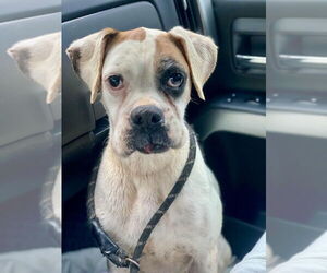 Boxer Dogs for adoption in Dumont, NJ, USA