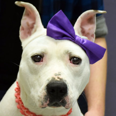 American Staffordshire Terrier-Bull Terrier Mix Dogs for adoption in Huntley, IL, USA