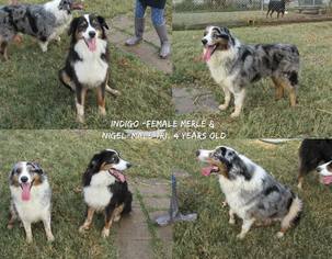 Australian Shepherd Dogs for adoption in Ponca City, OK, USA