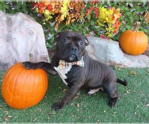 American Bulldog-Unknown Mix Dogs for adoption in Oklahoma City, OK, USA