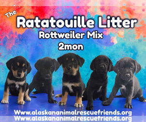 Rottweiler-Unknown Mix Dogs for adoption in Anchorage, AK, USA