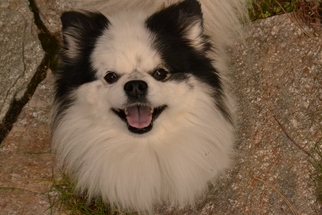 Pomeranian-Unknown Mix Dogs for adoption in Issaquah, WA, USA