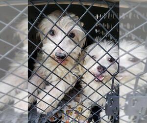 Maltese Dogs for adoption in Pembroke, GA, USA