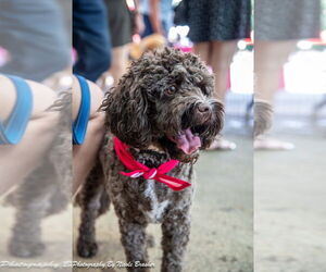 Cockapoo Dogs for adoption in Mooresville, NC, USA