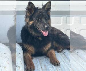 German Shepherd Dog-Unknown Mix Dogs for adoption in Minneapolis, MN, USA