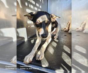 Rat Terrier Dogs for adoption in San Antonio, TX, USA