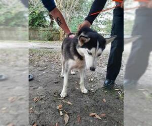 Siberian Husky Dogs for adoption in Houston, TX, USA