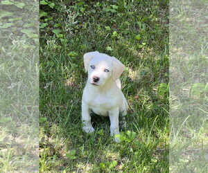 Huskies -Unknown Mix Dogs for adoption in Monterey, VA, USA