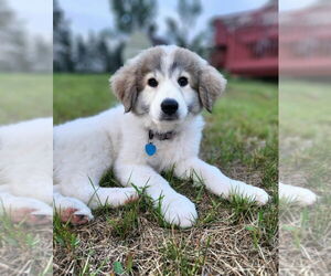 Great Pyrenees-Unknown Mix Dogs for adoption in Plymouth, MN, USA