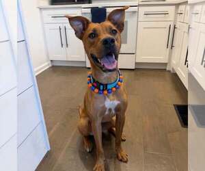American Staffordshire Terrier-Unknown Mix Dogs for adoption in New Oxford , PA, USA