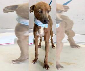 Italian Greyhound-Unknown Mix Dogs for adoption in Baileyton, AL, USA