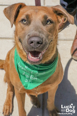 Chesapeake Bay Retriever Dogs for adoption in Washington, DC, USA