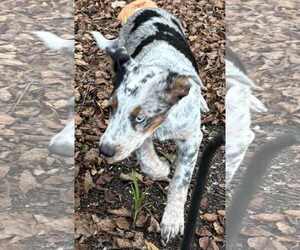 Mutt Dogs for adoption in Mechanicsburg, PA, USA