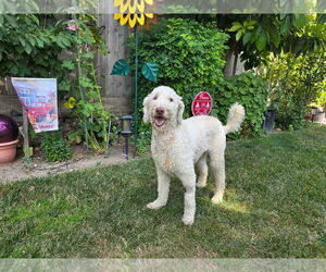 Labrador Retriever Dogs for adoption in Clovis, CA, USA