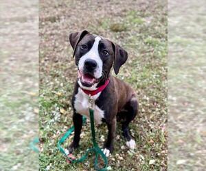 Labrador Retriever-Unknown Mix Dogs for adoption in Brewster, MA, USA