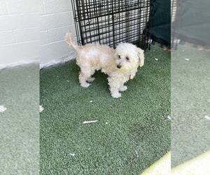 Poodle (Miniature)-Unknown Mix Dogs for adoption in Phoenix, AZ, USA