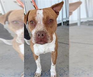 Mutt Dogs for adoption in Bakersfield, CA, USA